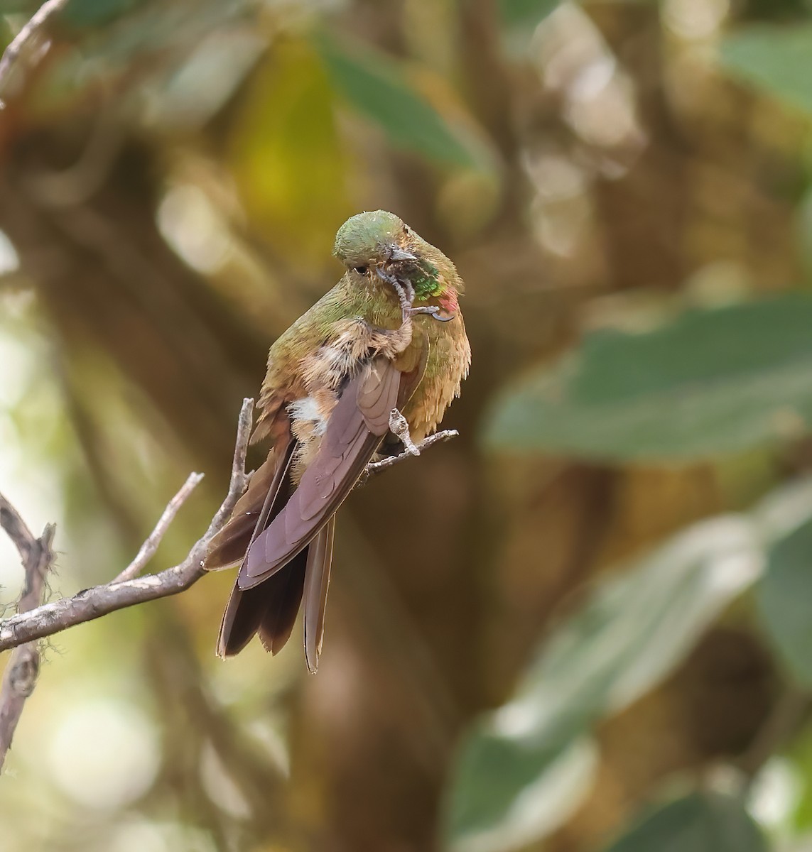 Bronze-tailed Thornbill - ML623652285