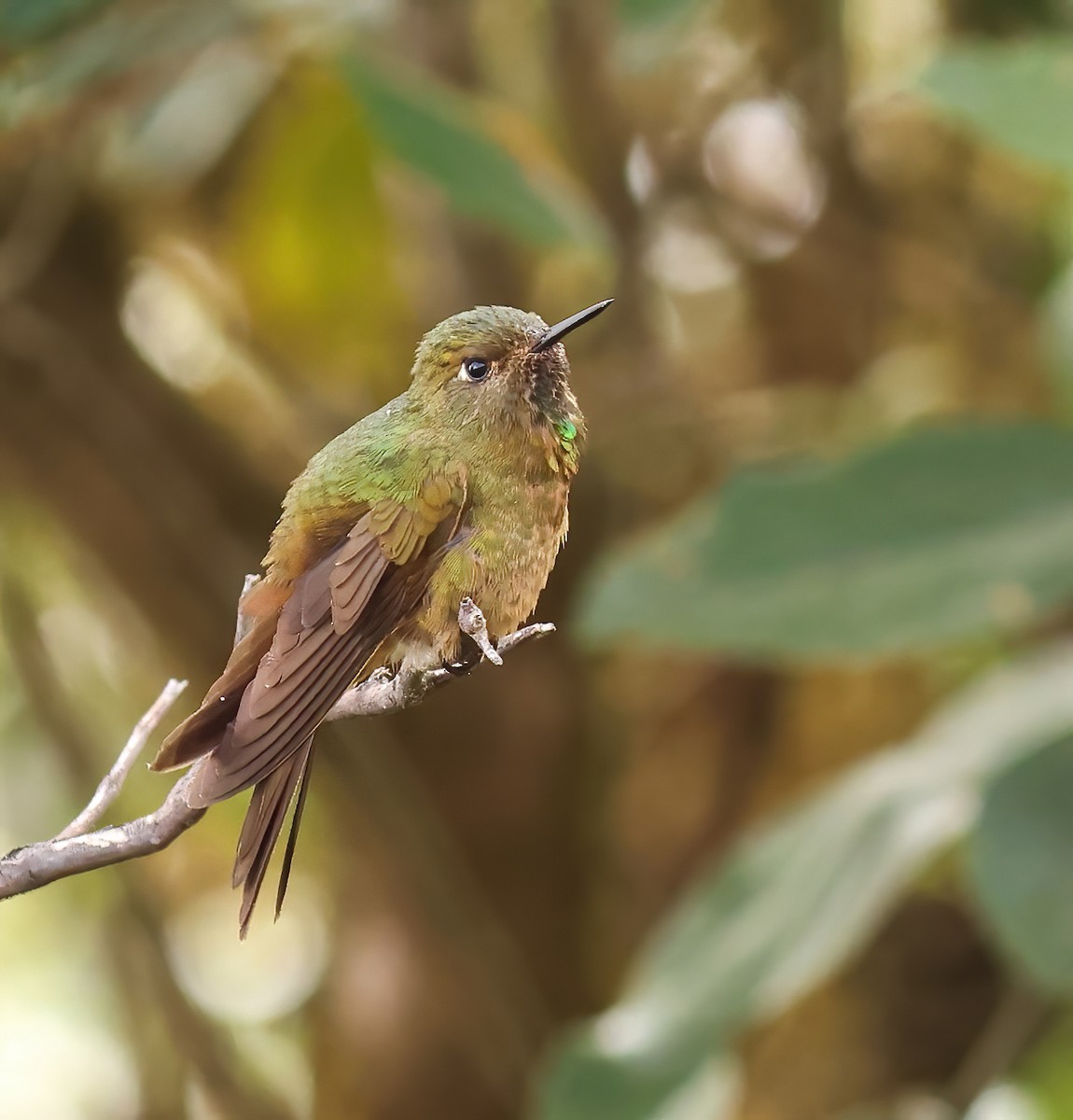 Bronze-tailed Thornbill - ML623652289