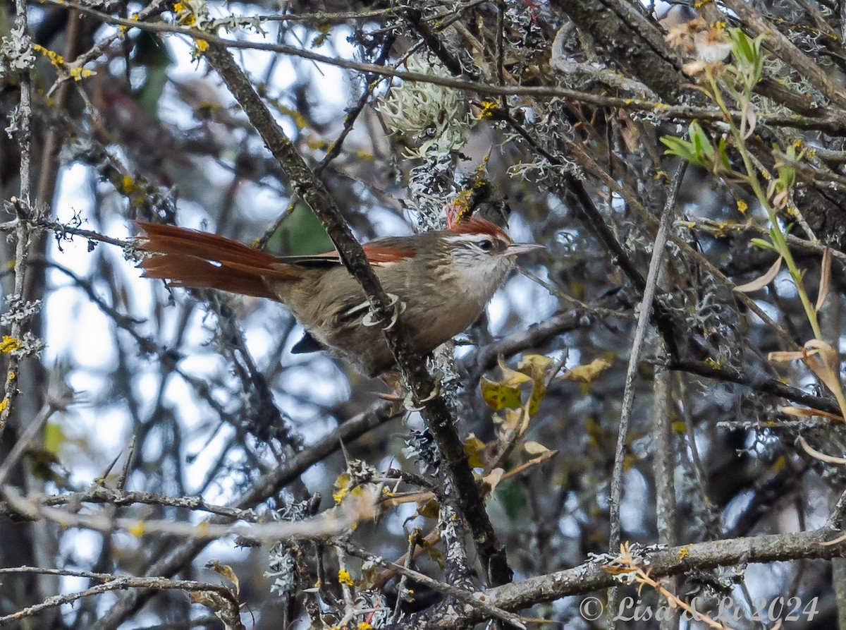 Line-cheeked Spinetail - ML623652330