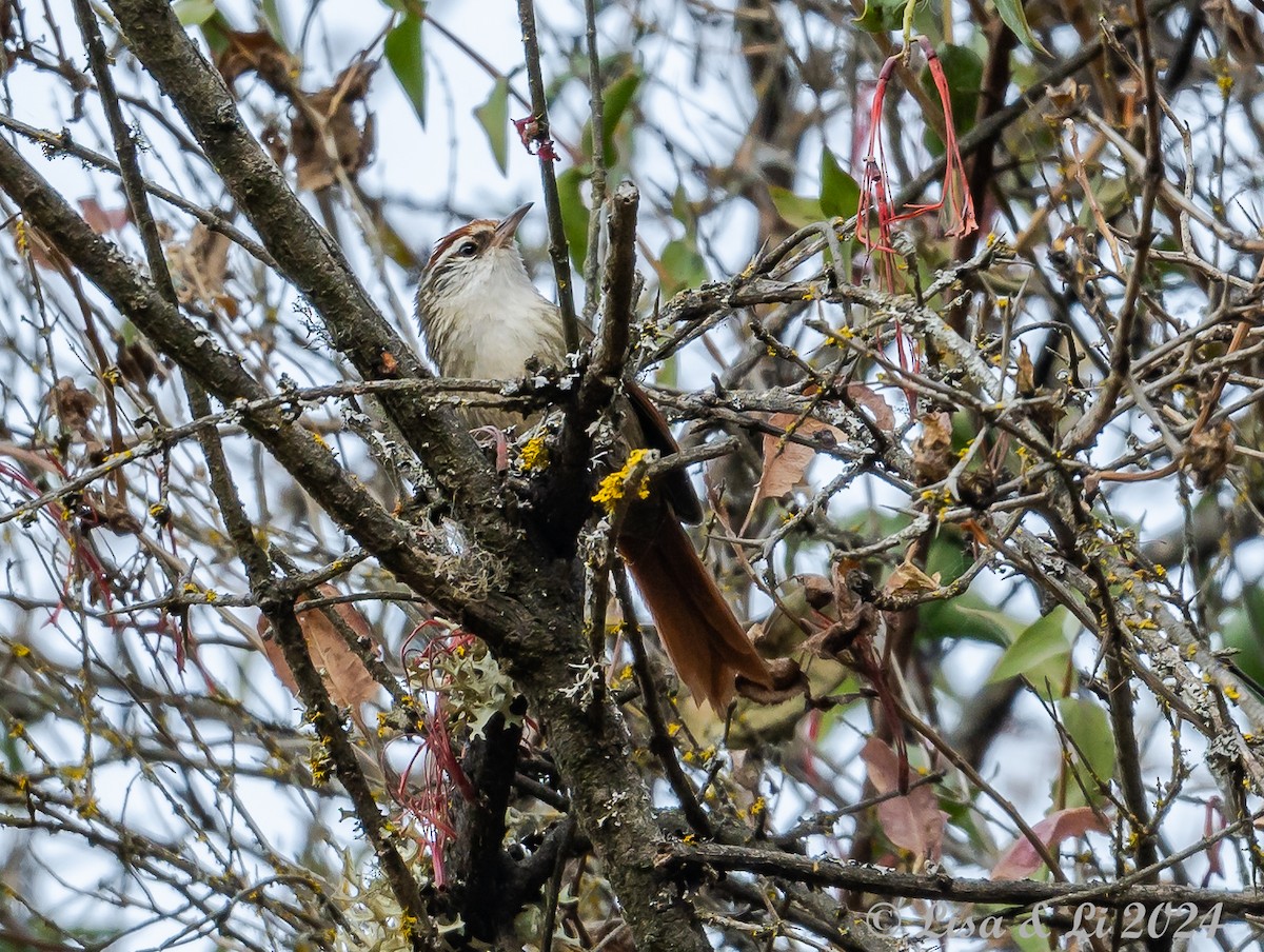 Line-cheeked Spinetail - ML623652331