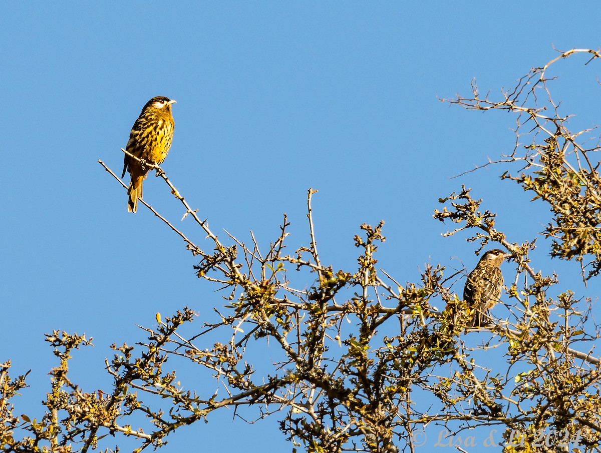 White-cheeked Cotinga - ML623652352