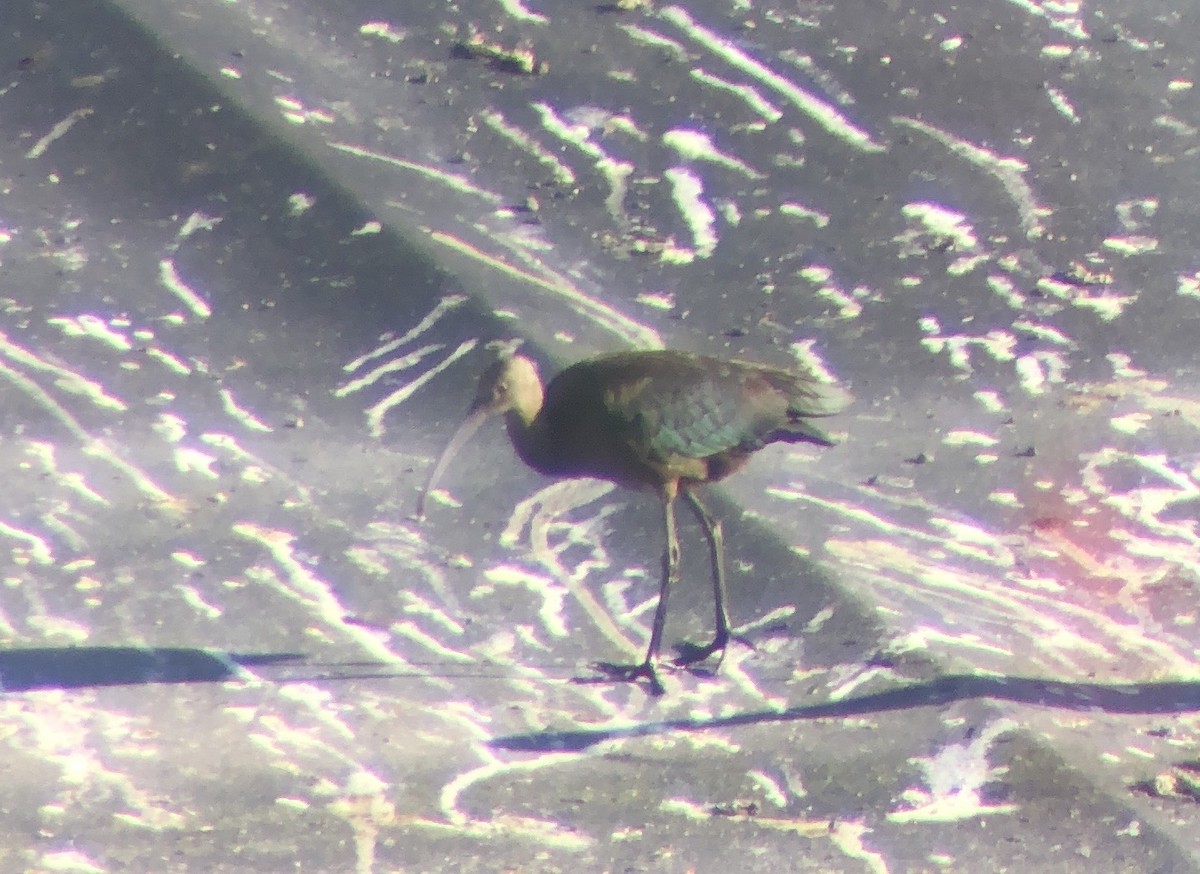 White-faced Ibis - ML623652368