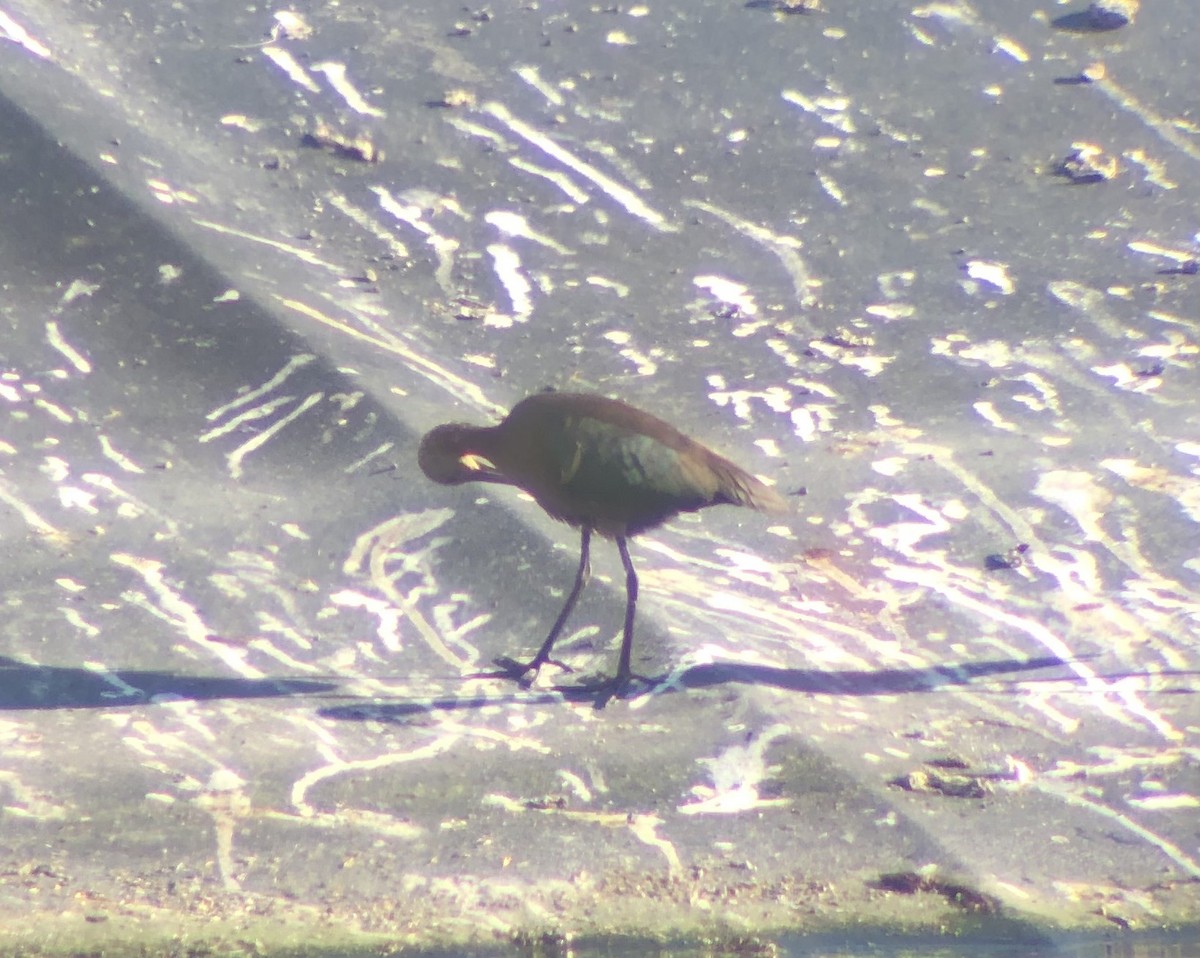 White-faced Ibis - ML623652369