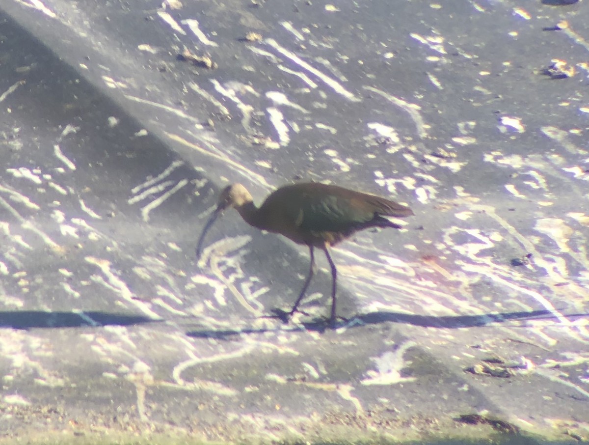 White-faced Ibis - ML623652372