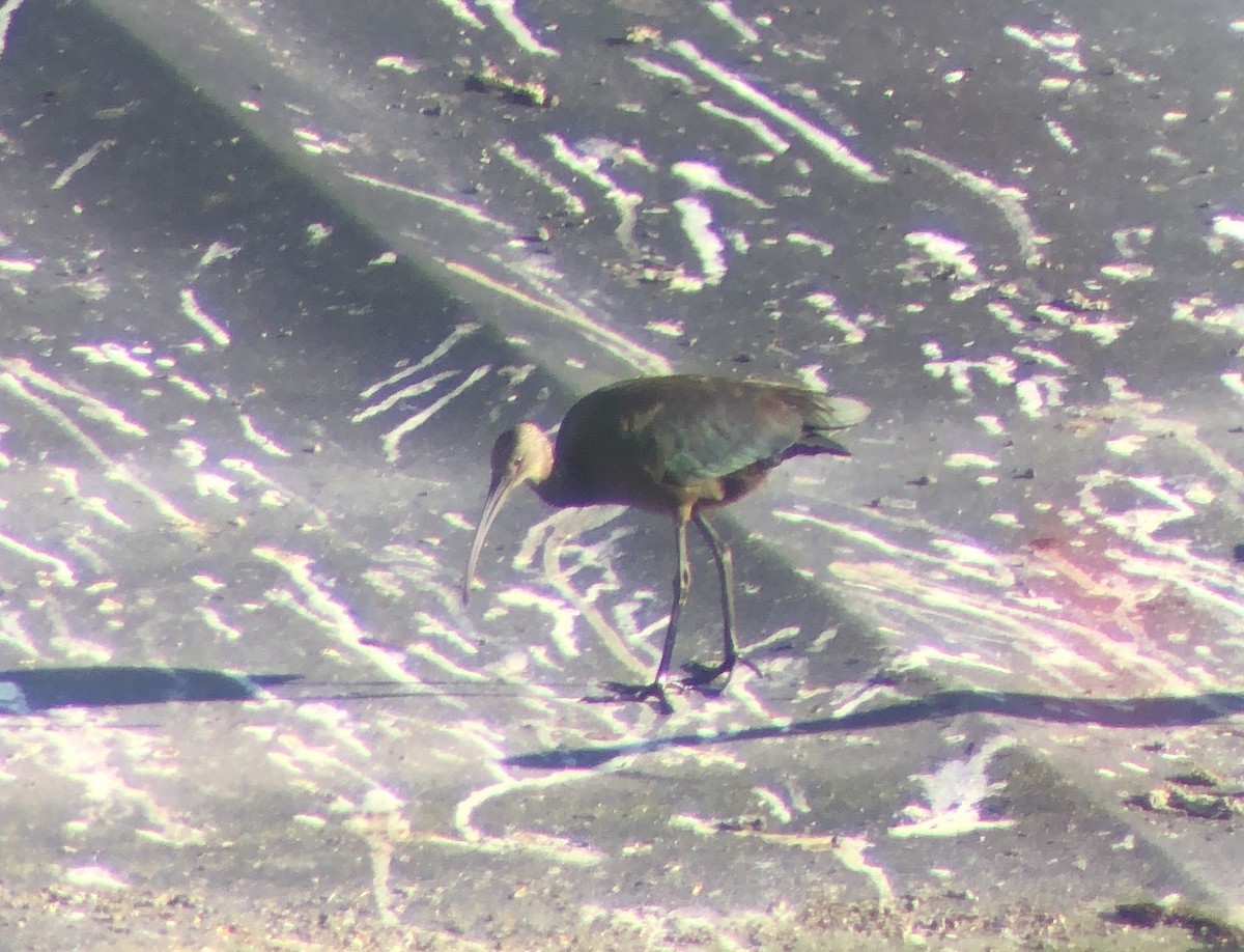 White-faced Ibis - ML623652373