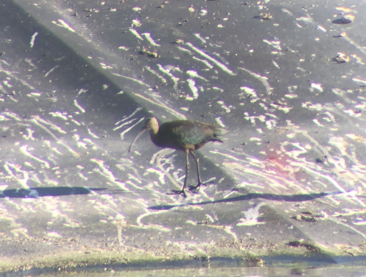 White-faced Ibis - ML623652374