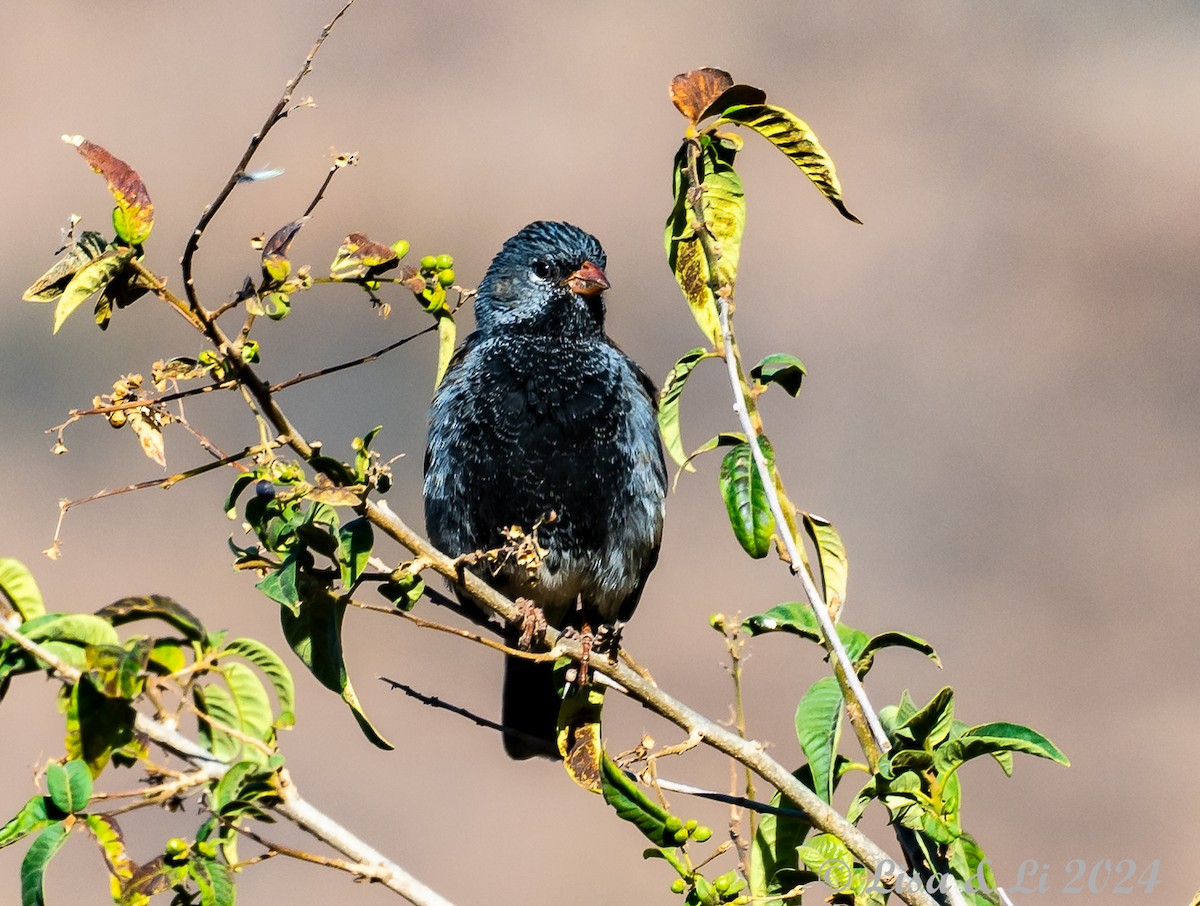 Mourning Sierra Finch - ML623652388