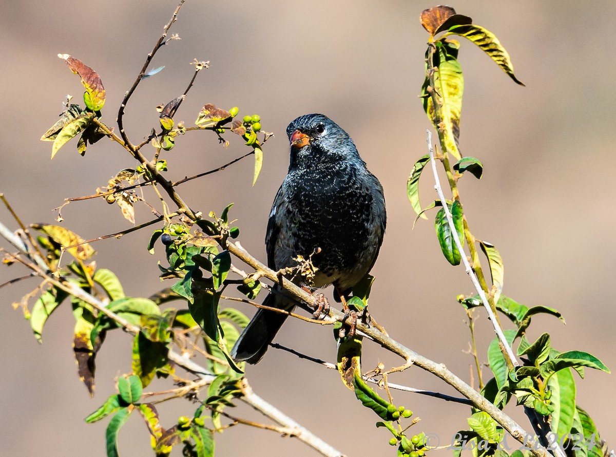 Mourning Sierra Finch - ML623652389