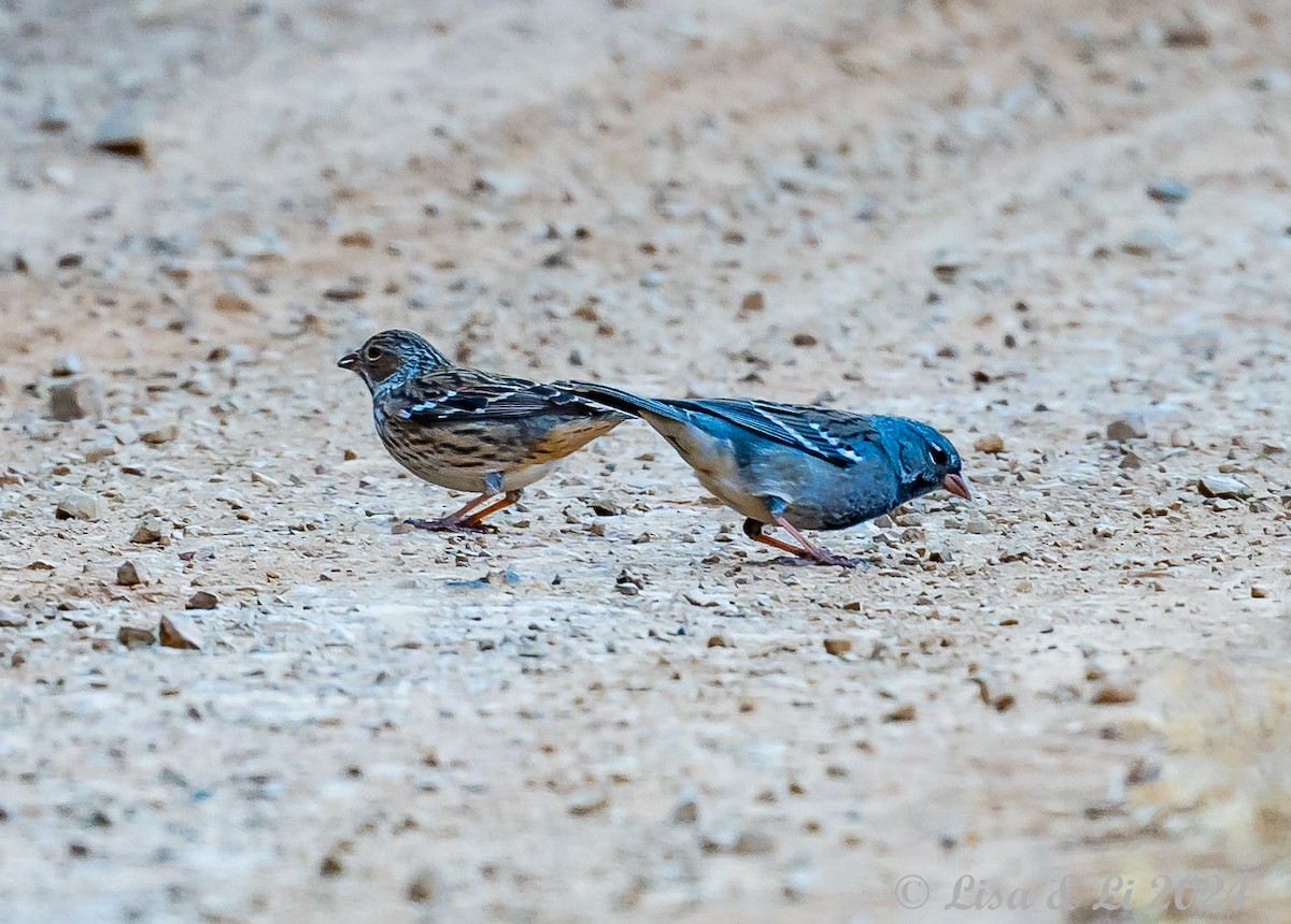 Mourning Sierra Finch - ML623652411