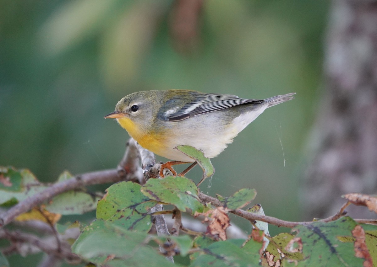 Northern Parula - ML623652434