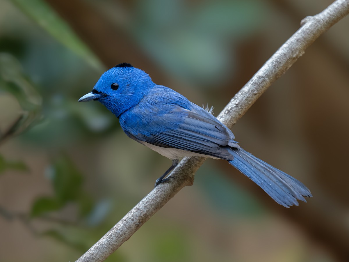 Black-naped Monarch - ML623652467