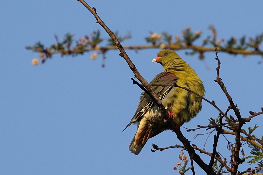 African Green-Pigeon - ML623652513