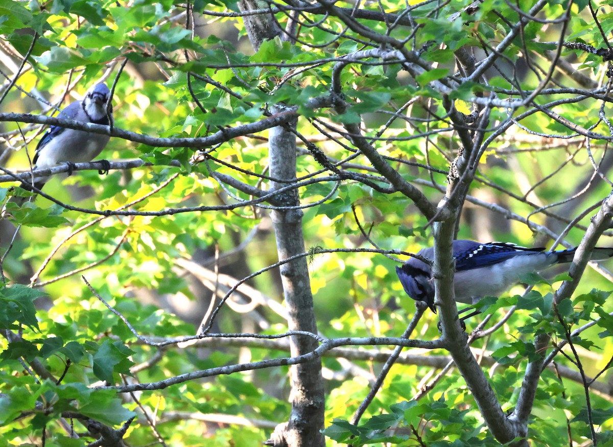 Blue Jay - ML623652526