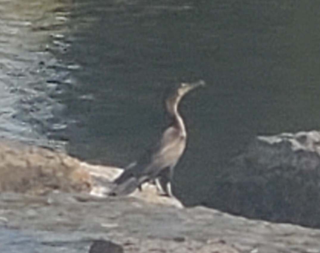 Double-crested Cormorant - ML623652529