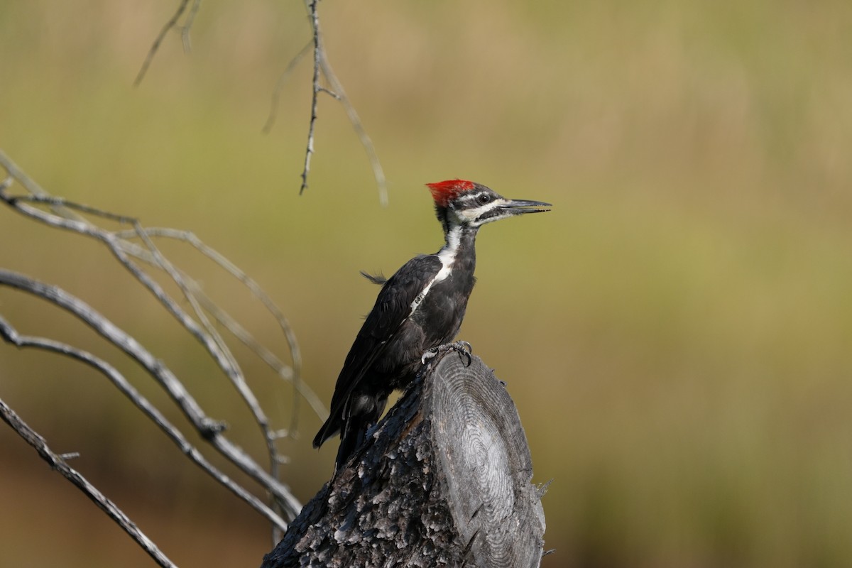 Pileated Woodpecker - ML623652536