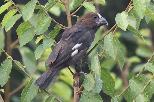 Grosbeak Weaver - ML623652562