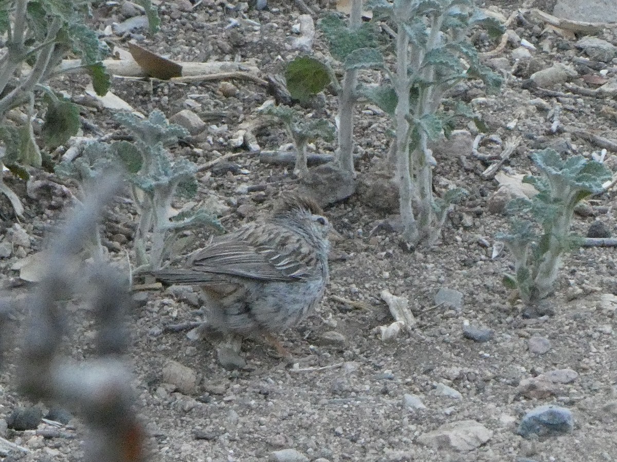 Rufous-winged Sparrow - ML623652568