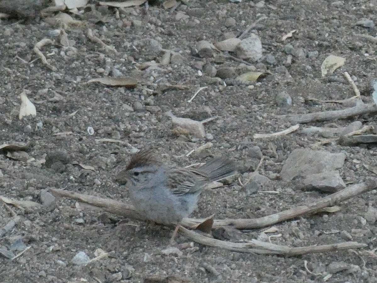 Rufous-winged Sparrow - ML623652569