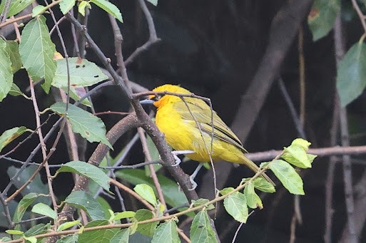 Spectacled Weaver - ML623652587