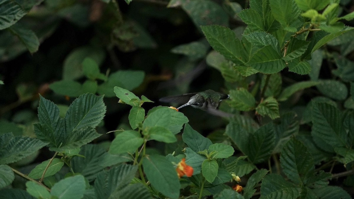 Ruby-throated Hummingbird - ML623652610