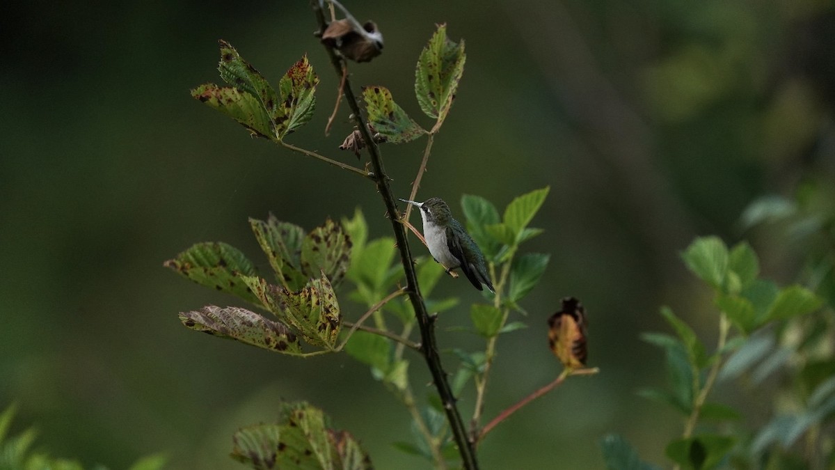 Ruby-throated Hummingbird - ML623652612