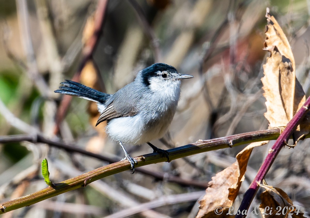 White-browed Gnatcatcher - ML623652625