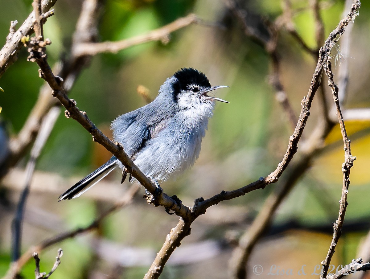 White-browed Gnatcatcher - ML623652626