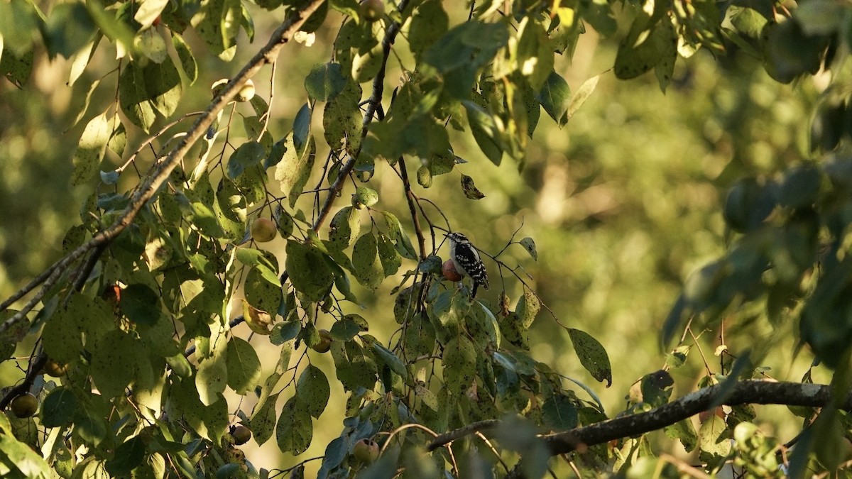 Downy Woodpecker - ML623652644