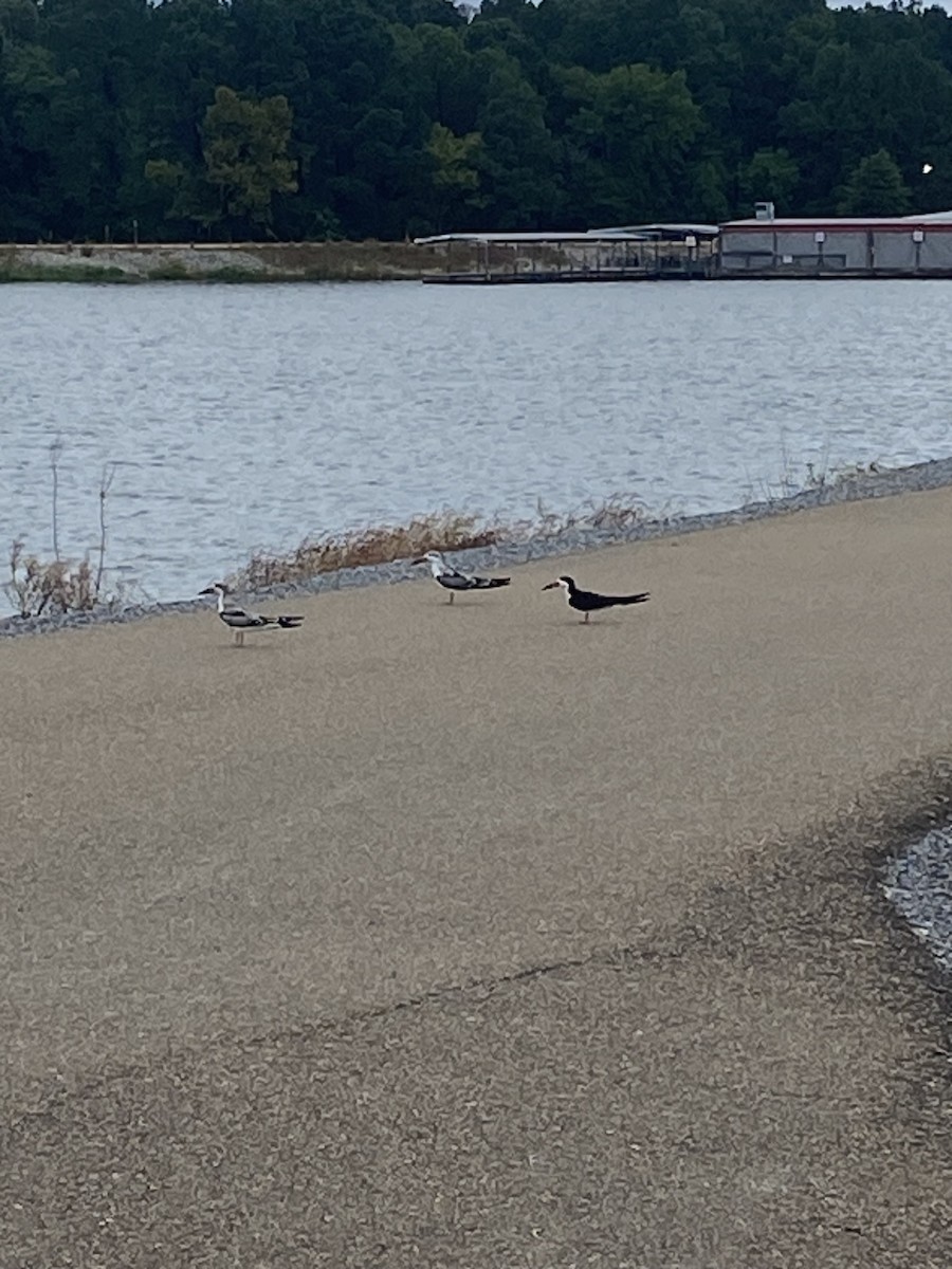 Black Skimmer - ML623652649