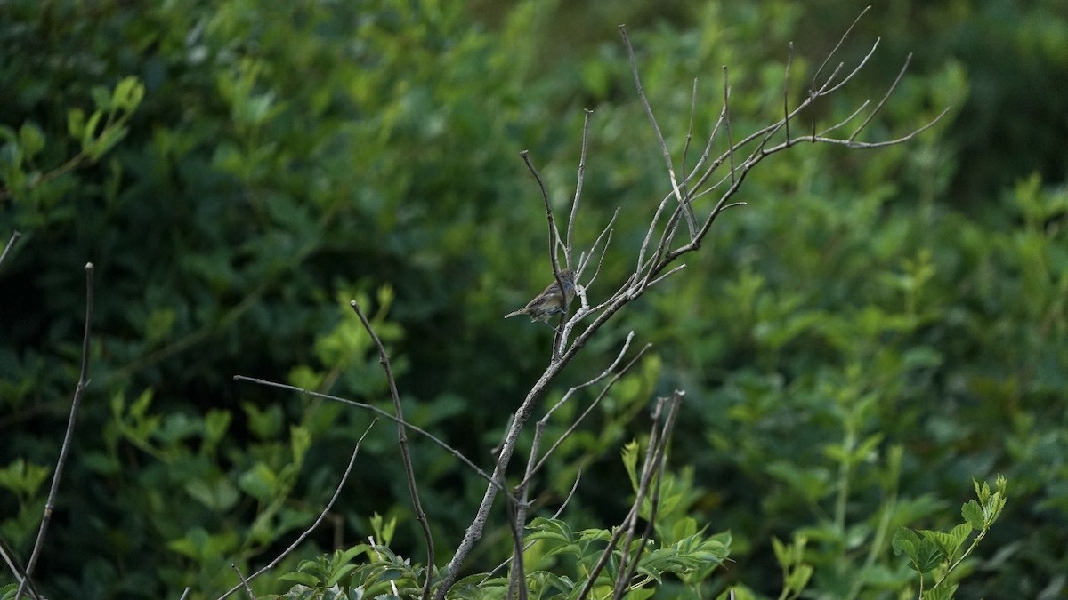 Indigo Bunting - ML623652664