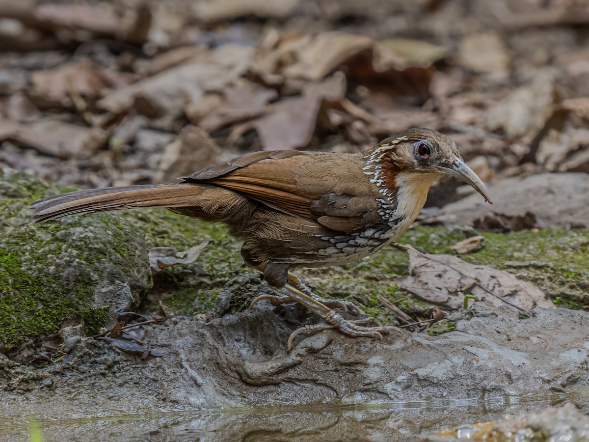 Large Scimitar-Babbler - ML623652671