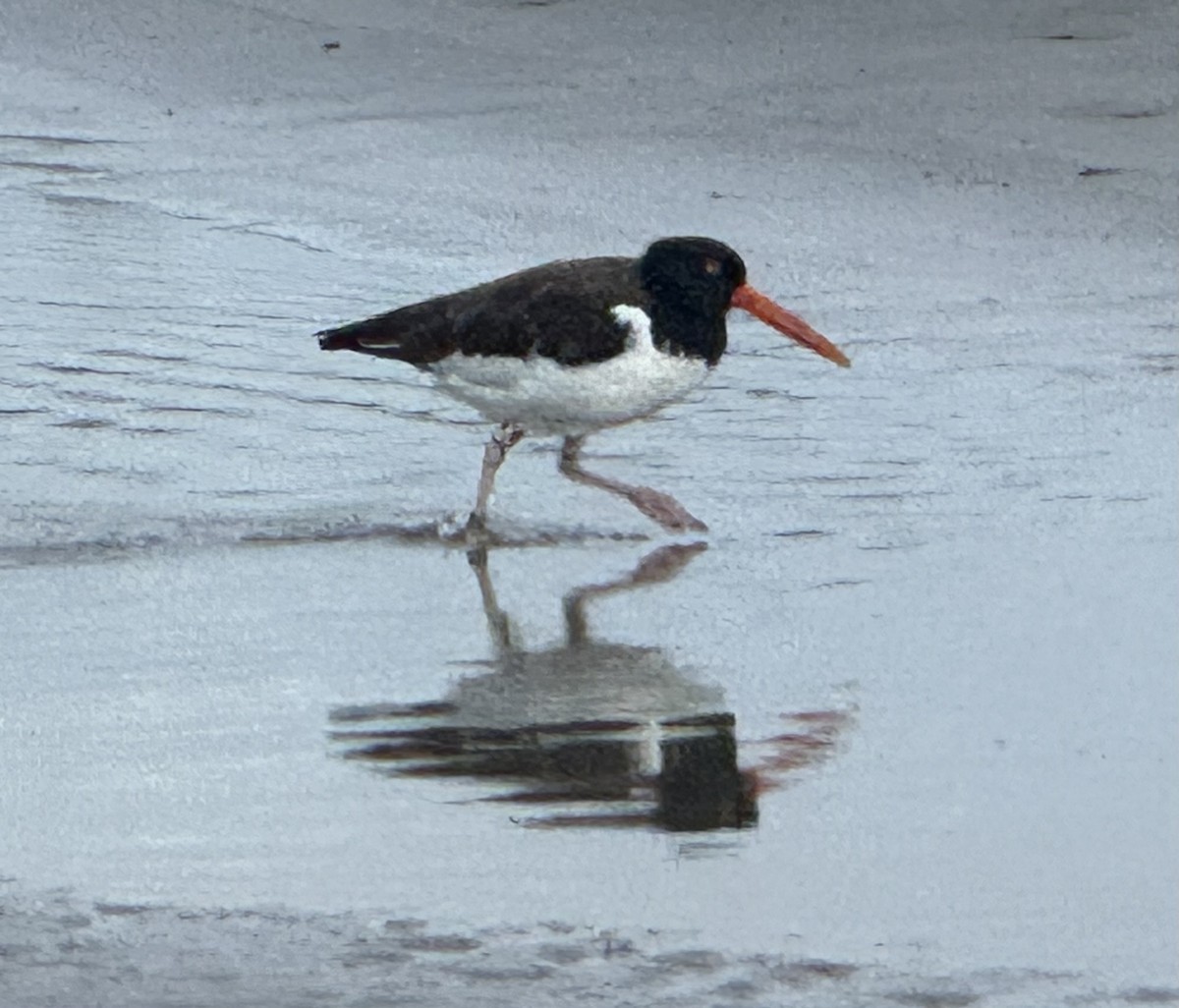 American Oystercatcher - ML623652683