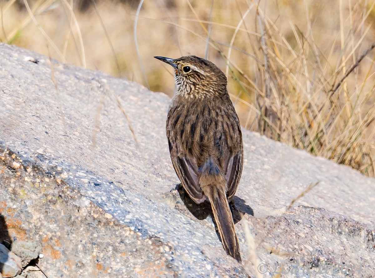 Streak-throated Canastero - Lisa & Li Li