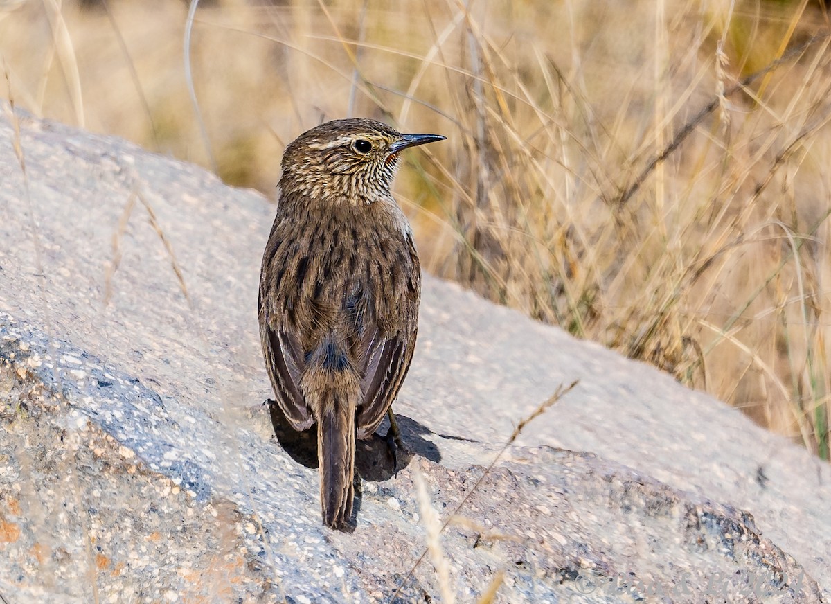 Streak-throated Canastero - ML623652702