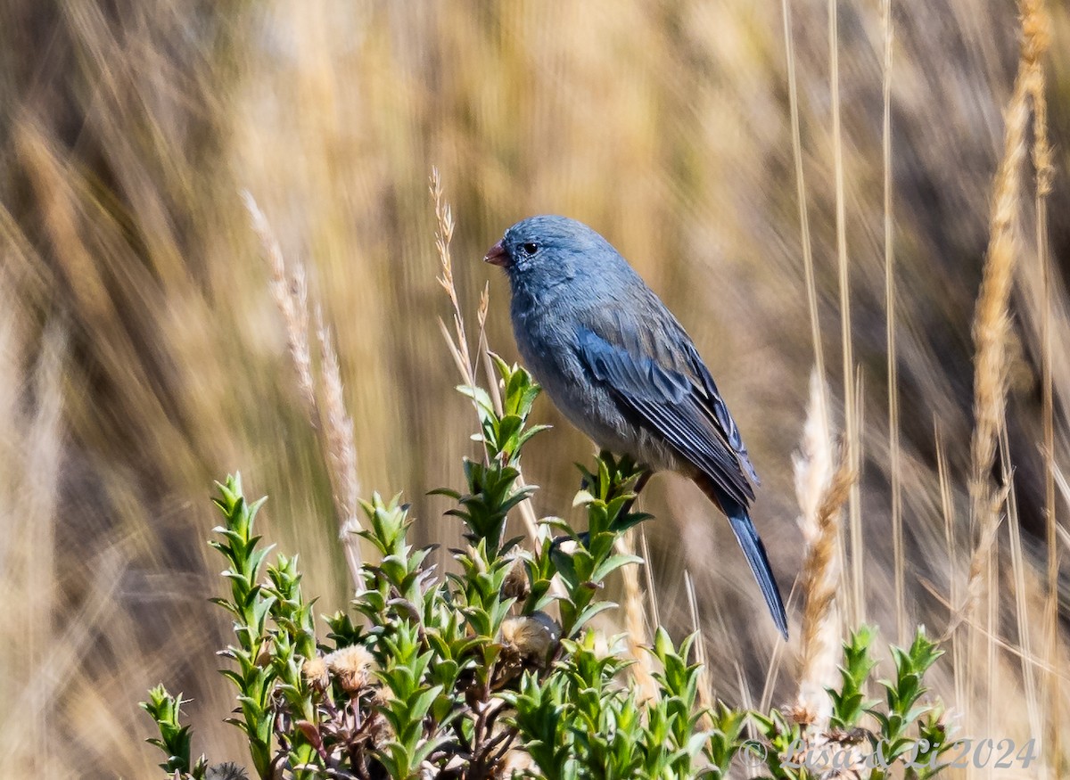 Plain-colored Seedeater - ML623652719