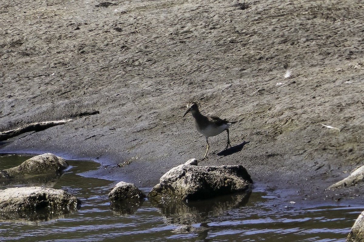 Pectoral Sandpiper - ML623652723