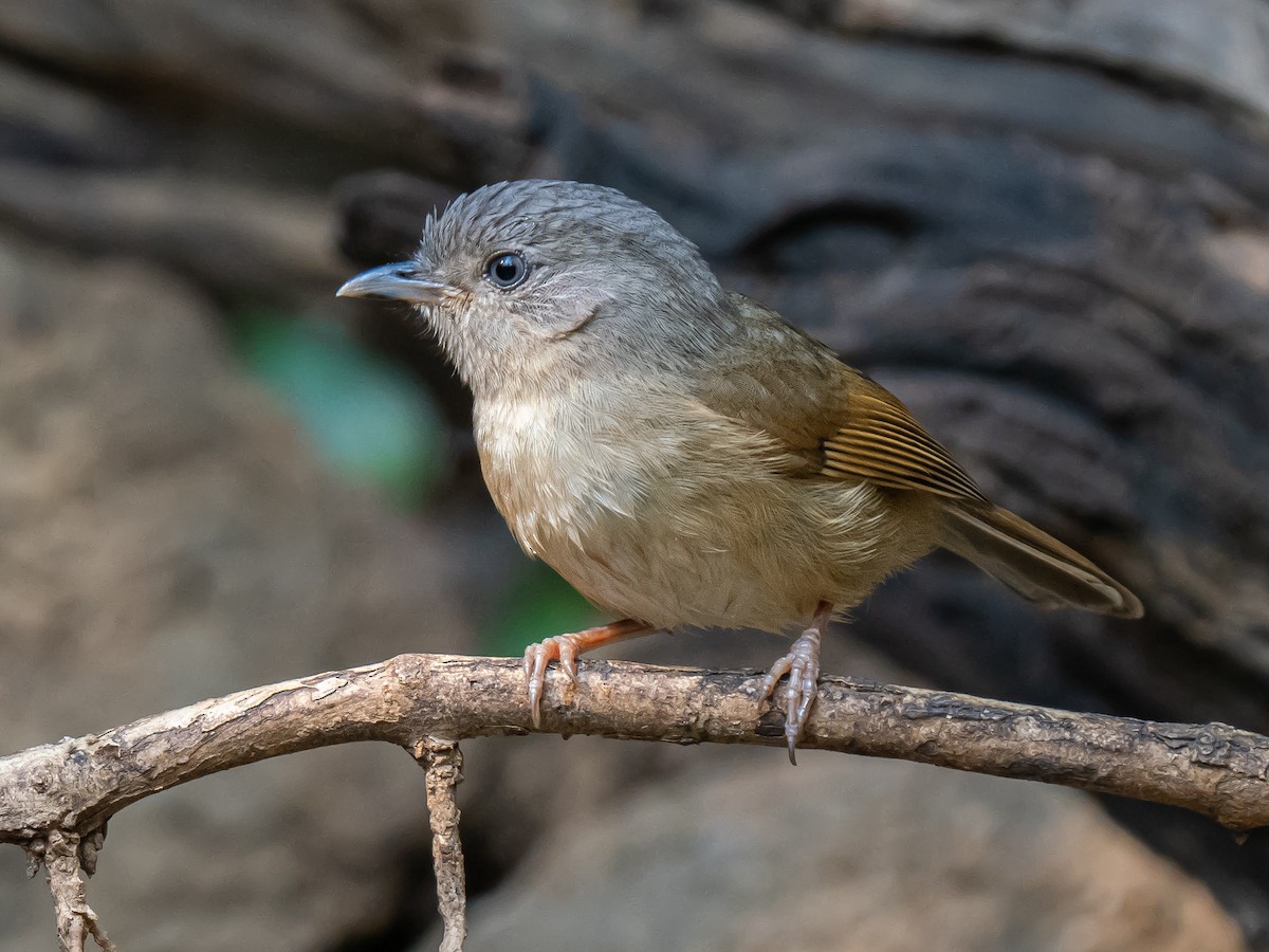 Brown-cheeked Fulvetta - Ivan Leshukov