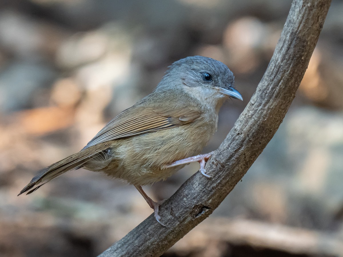 Brown-cheeked Fulvetta - ML623652754