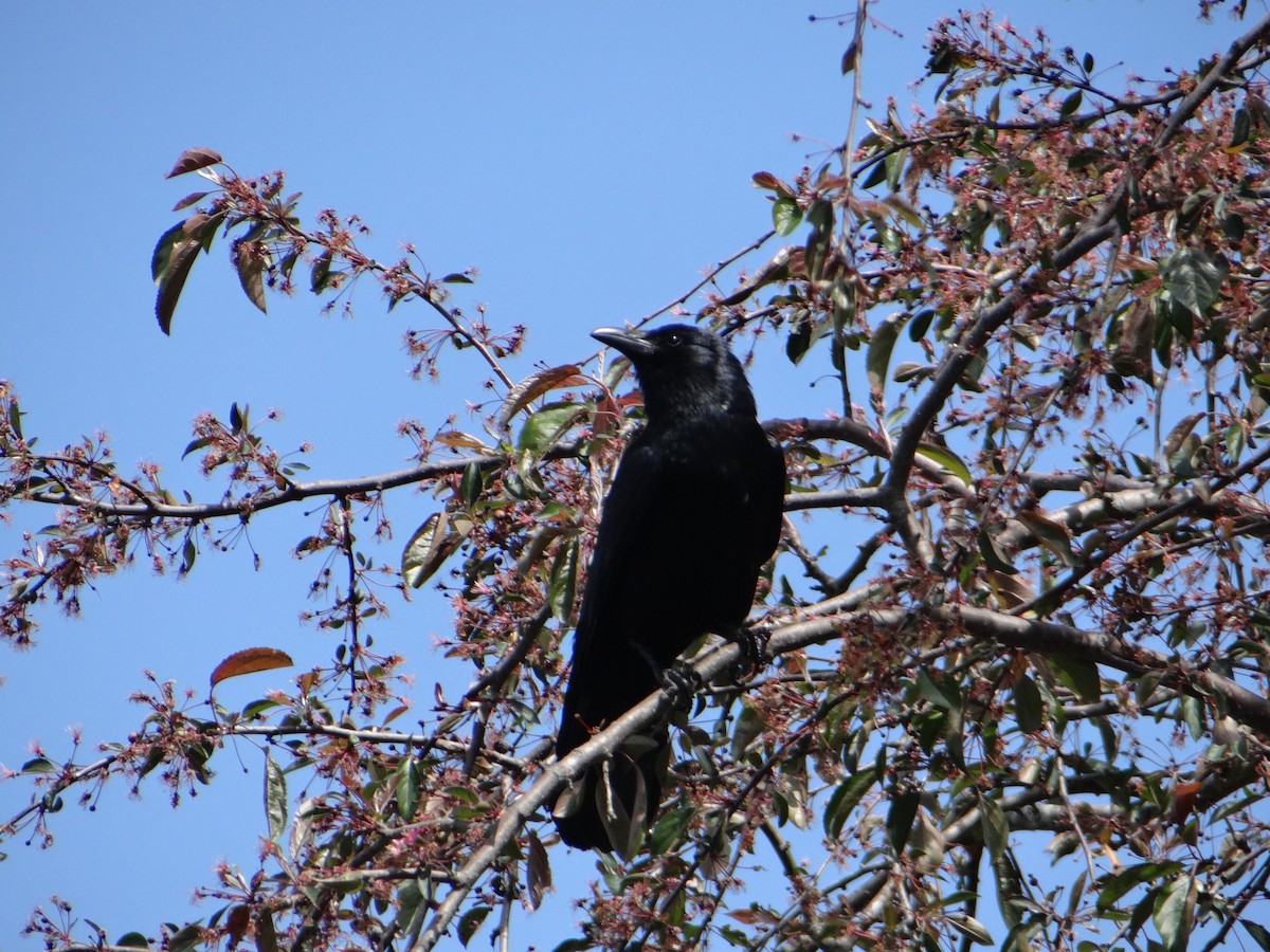 American Crow - ML623652760