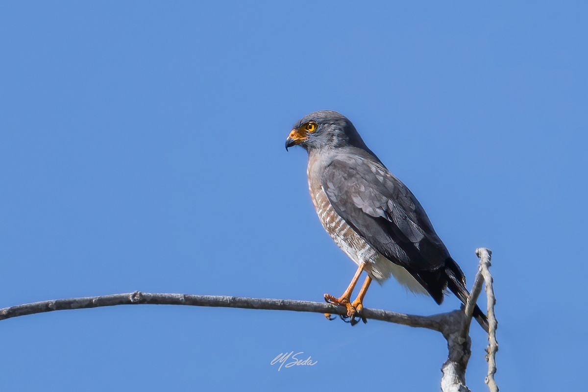 Roadside Hawk - ML623652762