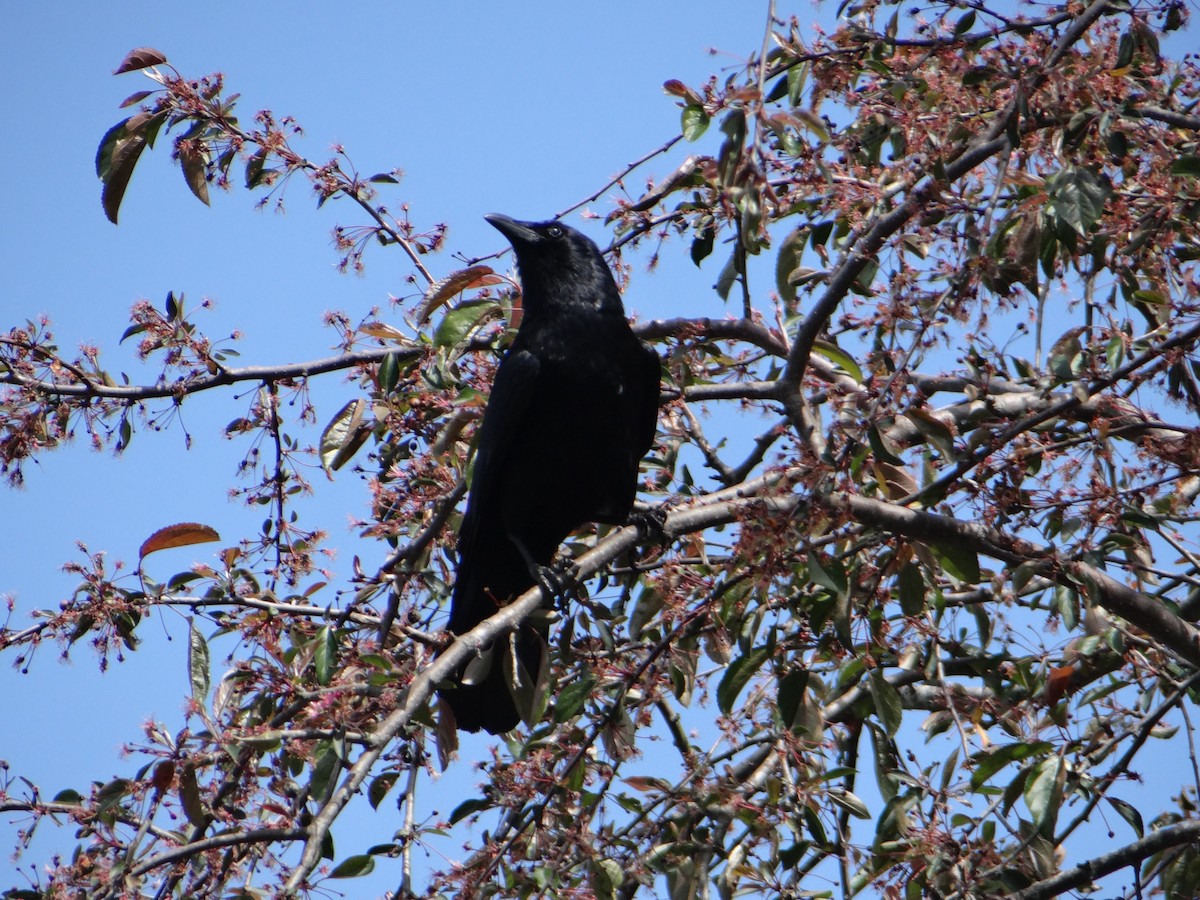 American Crow - ML623652763