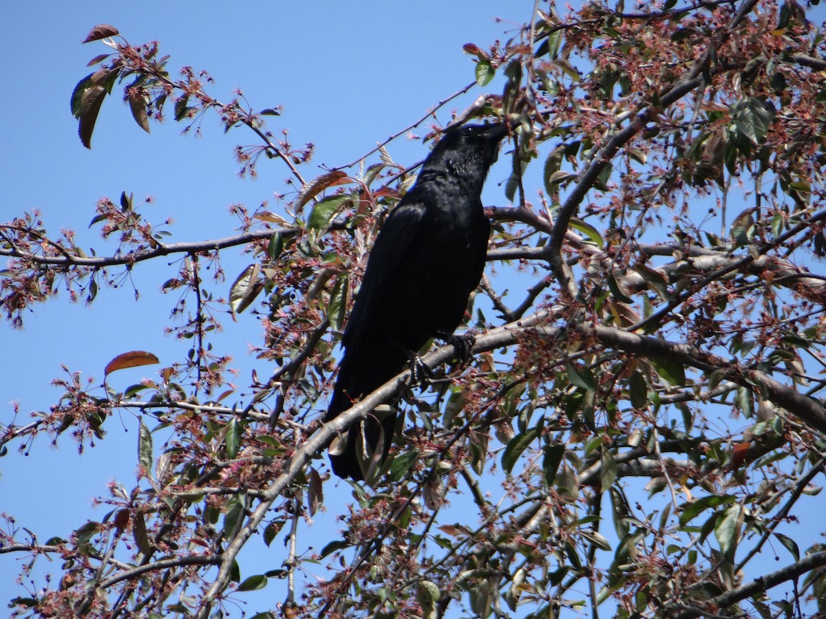 American Crow - ML623652764