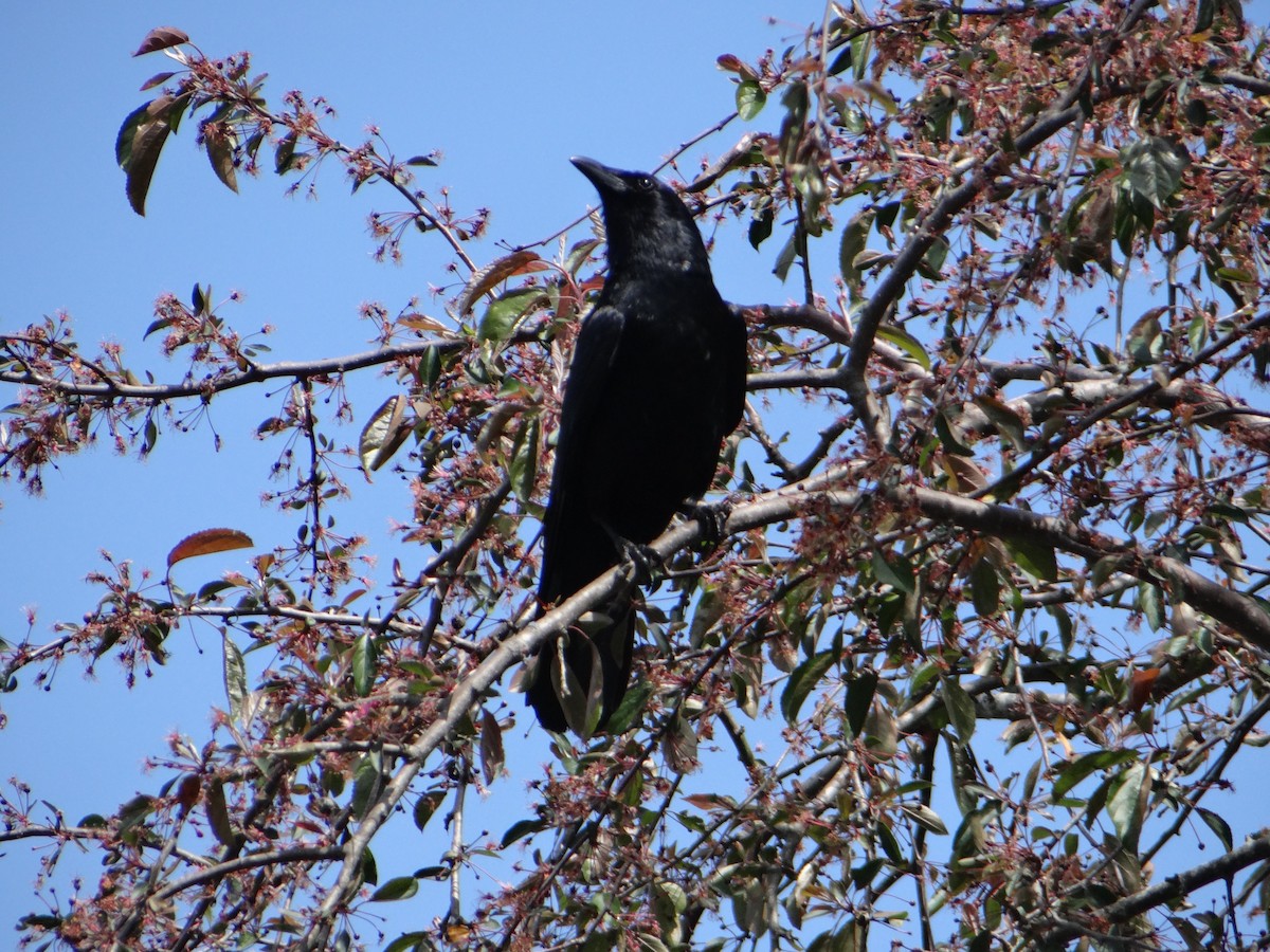 American Crow - ML623652765