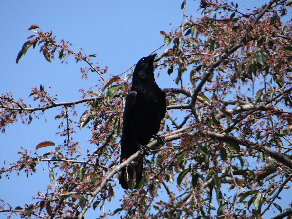 American Crow - ML623652766