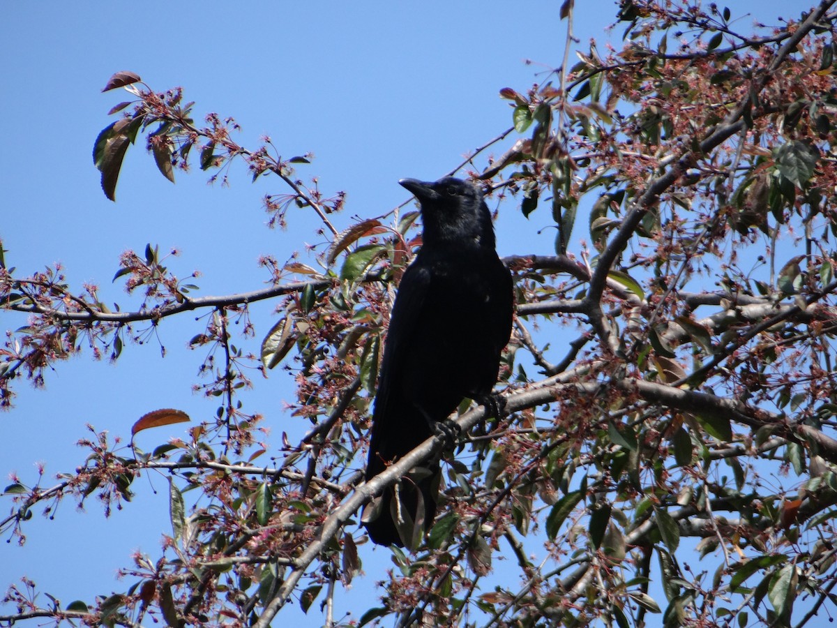 American Crow - ML623652767