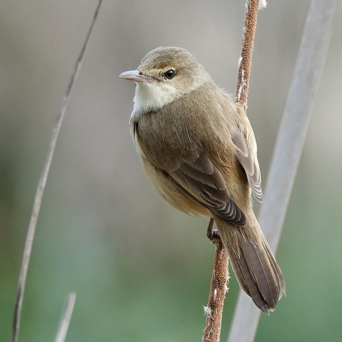 Australian Reed Warbler - ML623652768