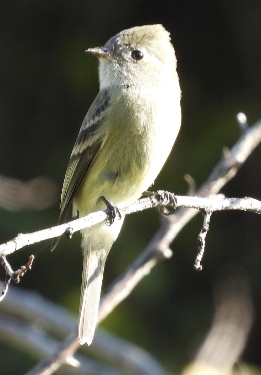 Western Flycatcher - ML623652781