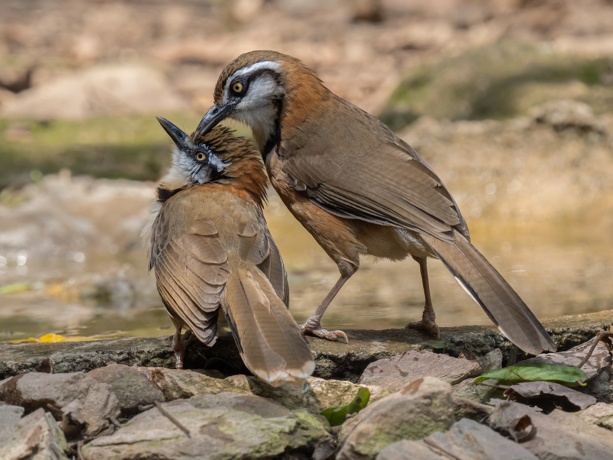 Lesser Necklaced Laughingthrush - ML623652795