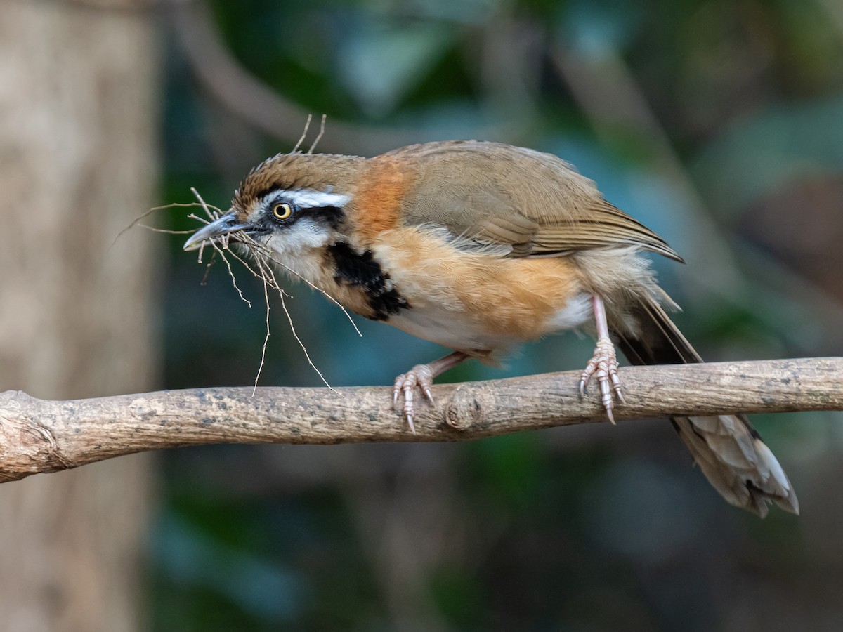 Lesser Necklaced Laughingthrush - ML623652796