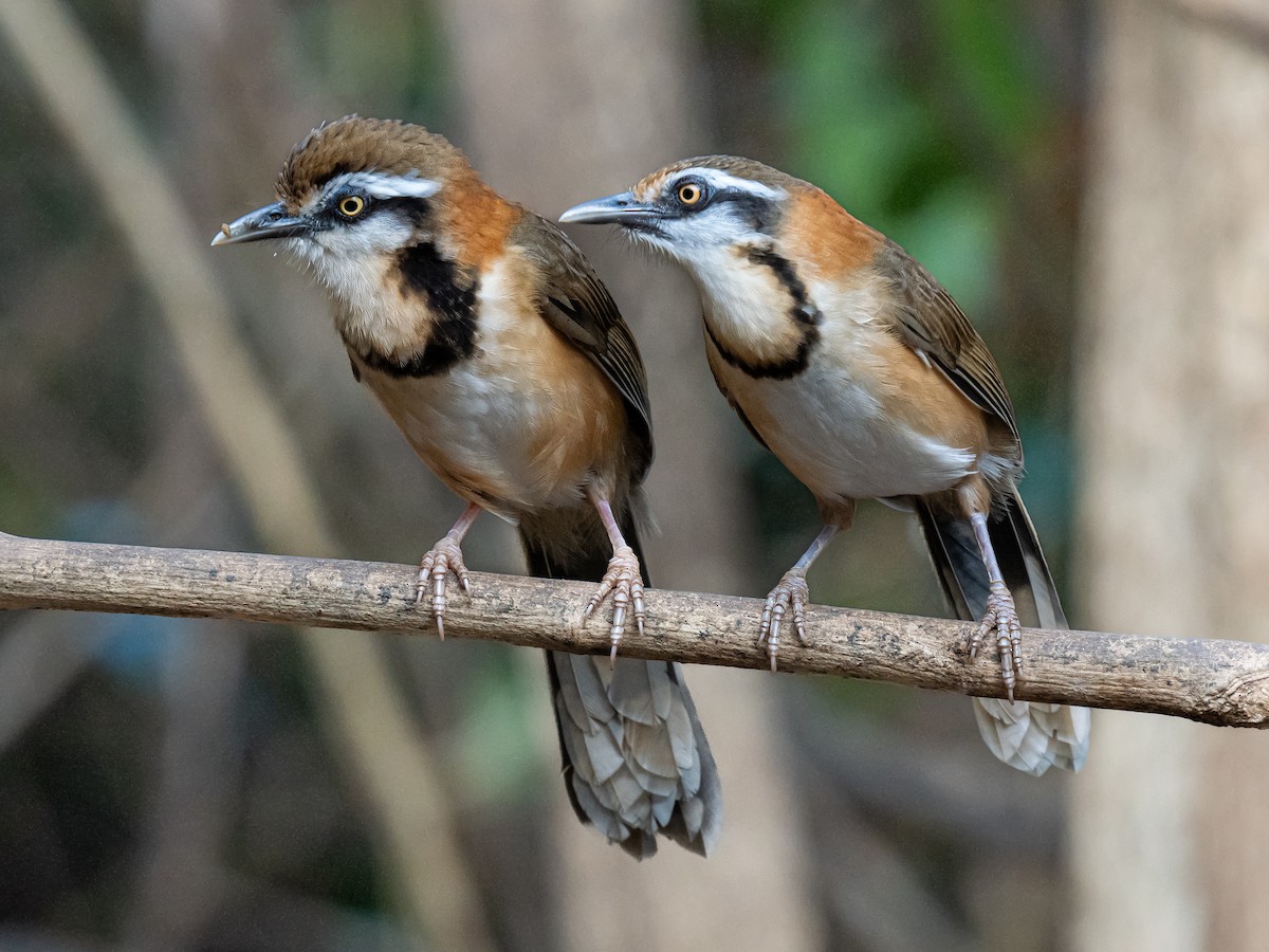 Lesser Necklaced Laughingthrush - ML623652797